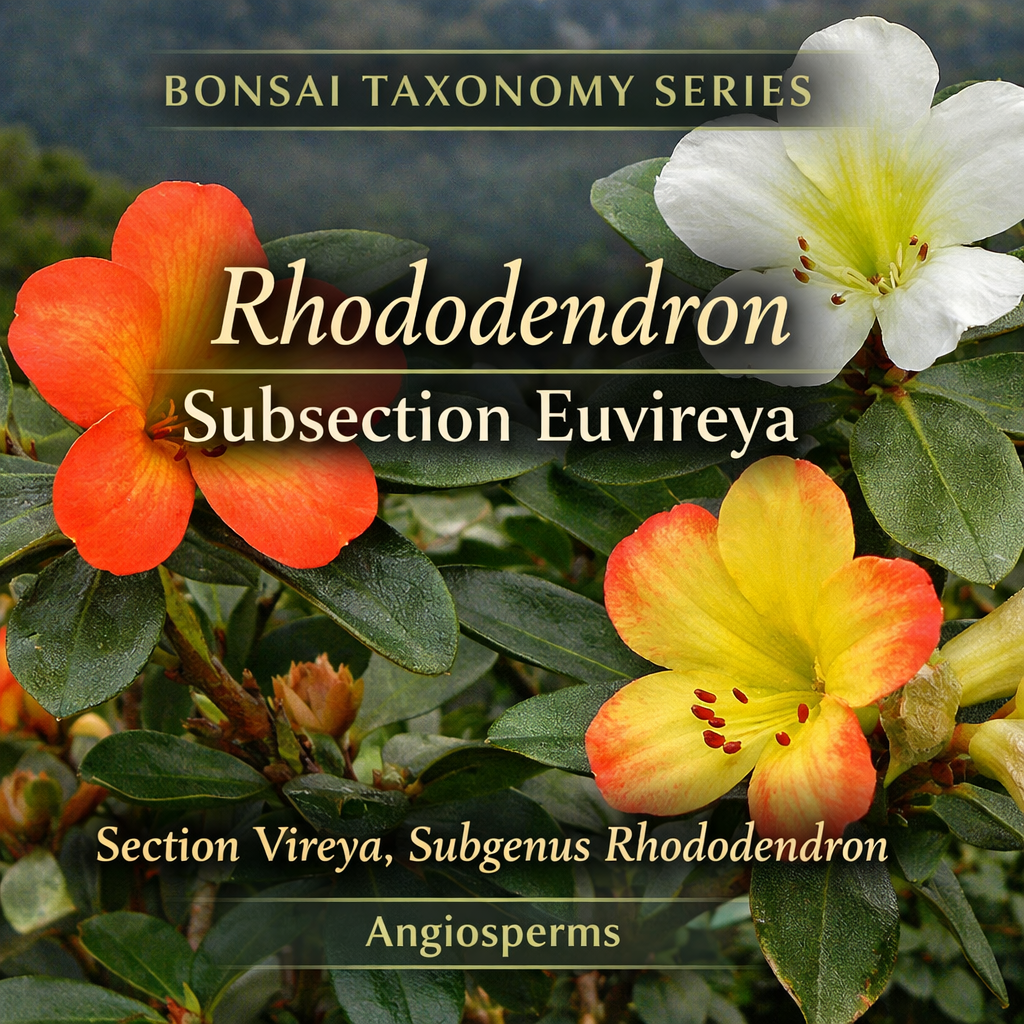 Rhododendron Subsection Euvireya Taxonomy Guide