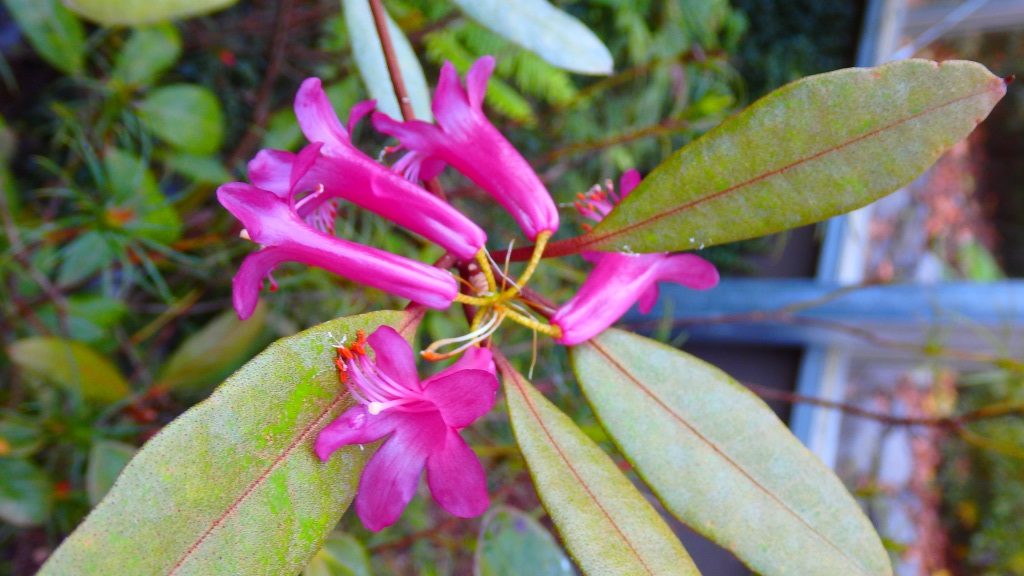 Rhododendron Subsection Malayovireya Taxonomy Guide