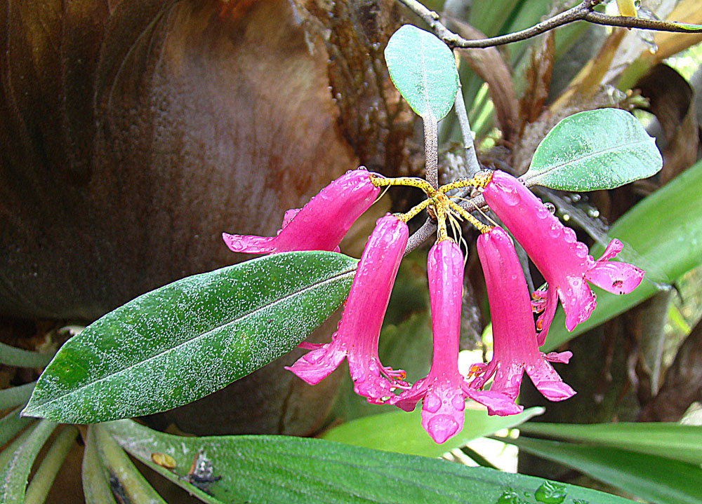 Rhododendron Subsection Malayovireya Taxonomy Guide 2