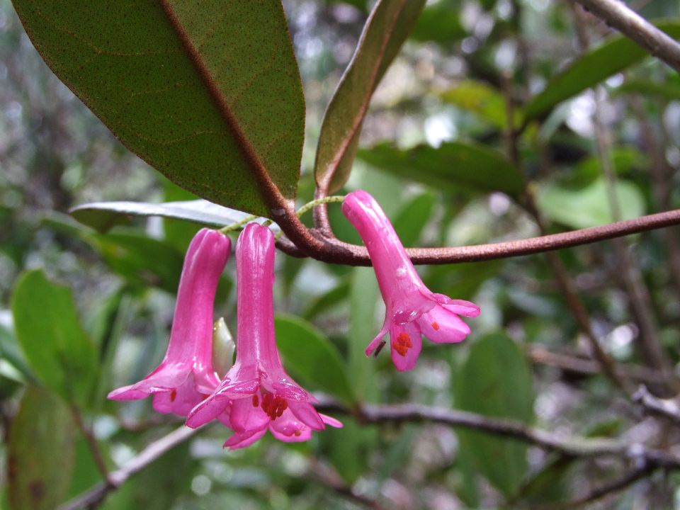 Rhododendron Subsection Malayovireya Taxonomy Guide