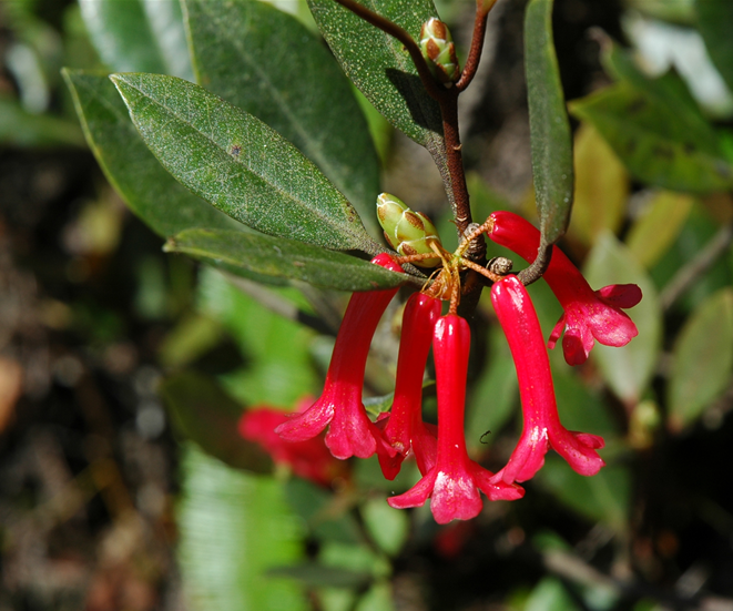 Rhododendron Subsection Malayovireya Taxonomy Guide