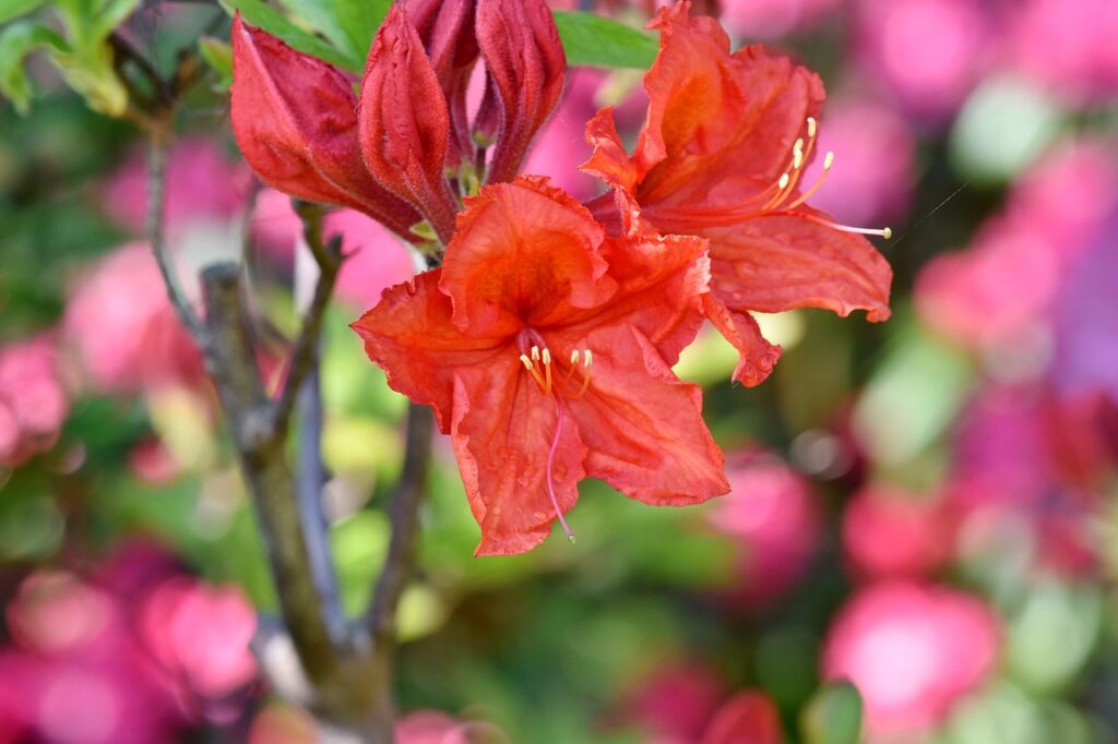 Rhododendron Subsection Malayovireya Taxonomy Guide