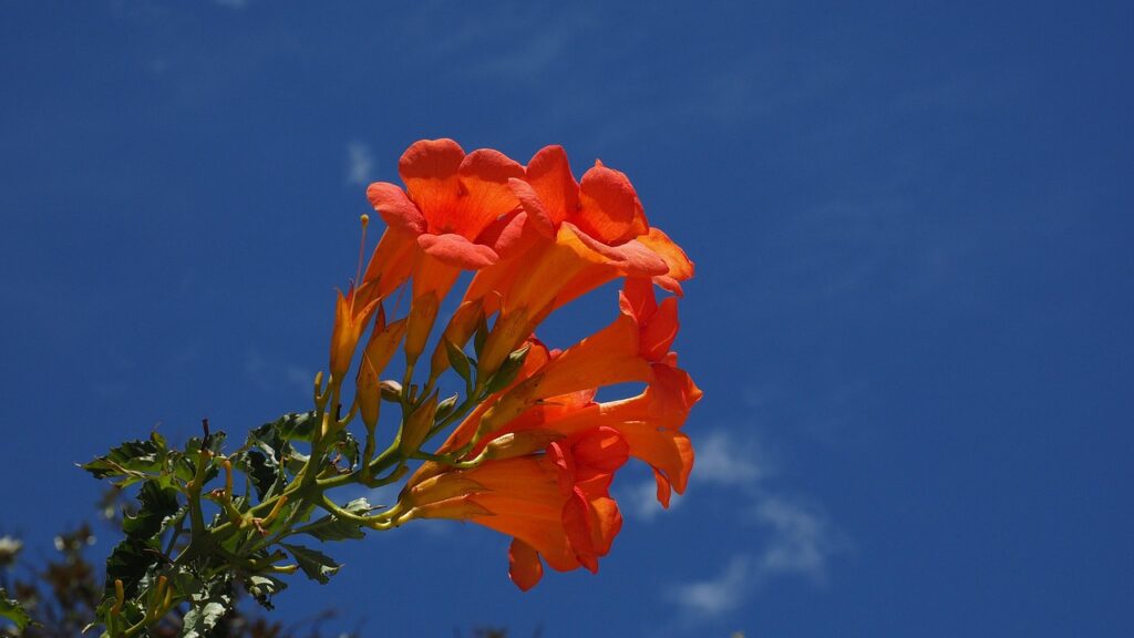 Rhododendron Subsection Malayovireya Taxonomy Guide