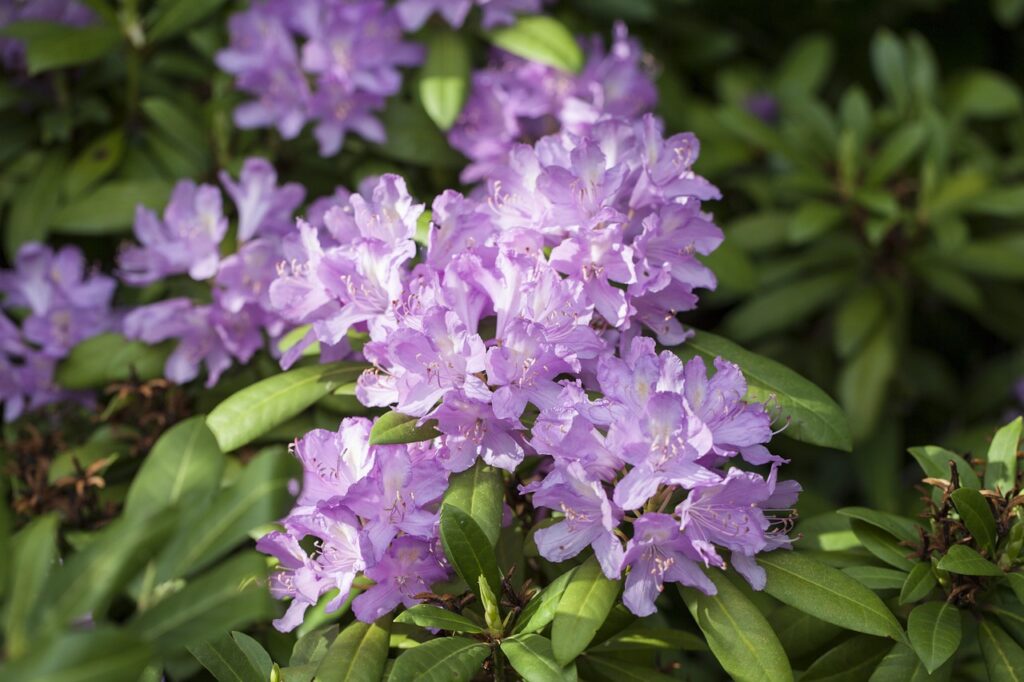 Rhododendron Subsection Pontica Taxonomy Guide 