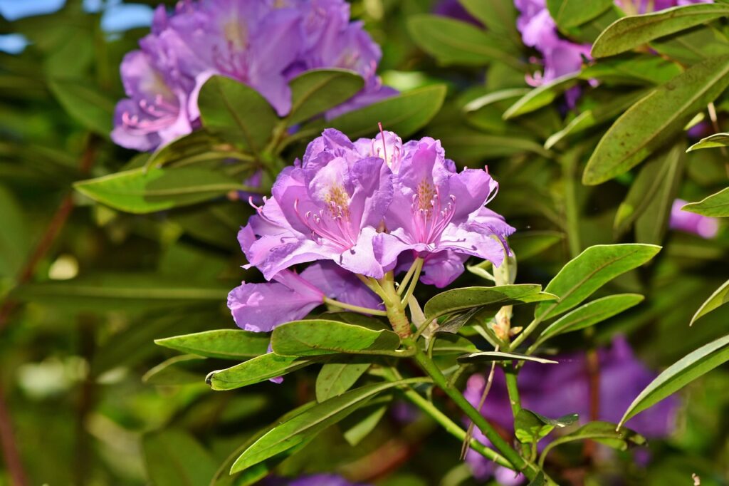 Rhododendron Subsection Pontica Taxonomy Guide