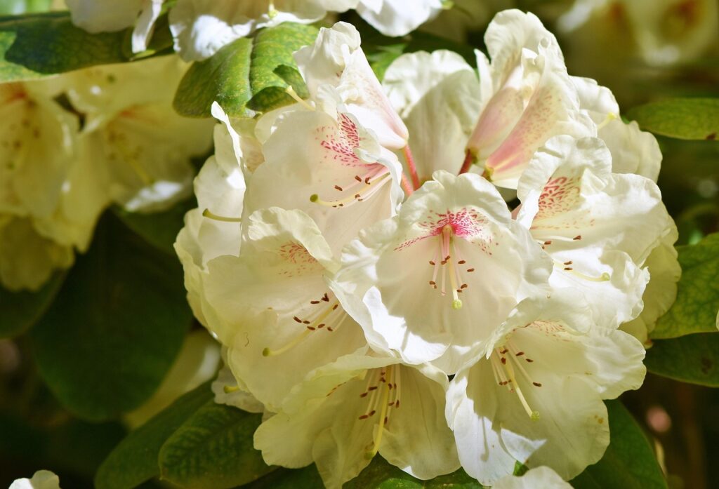 Rhododendron Subsection Pontica Taxonomy Guide
