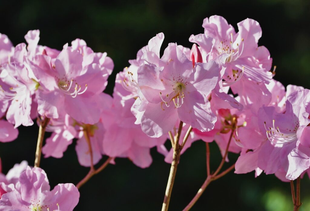 Rhododendron Subsection Pontica Taxonomy Guide