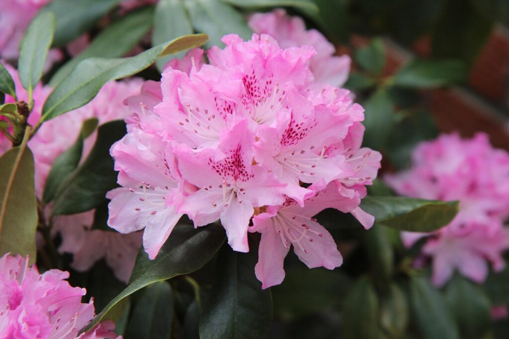 Rhododendron Subsection Pontica Taxonomy Guide