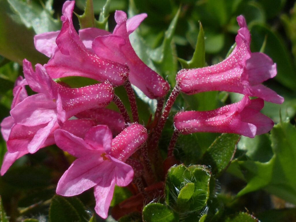 Rhododendron Subsection Rhododendron Taxonomy Guide