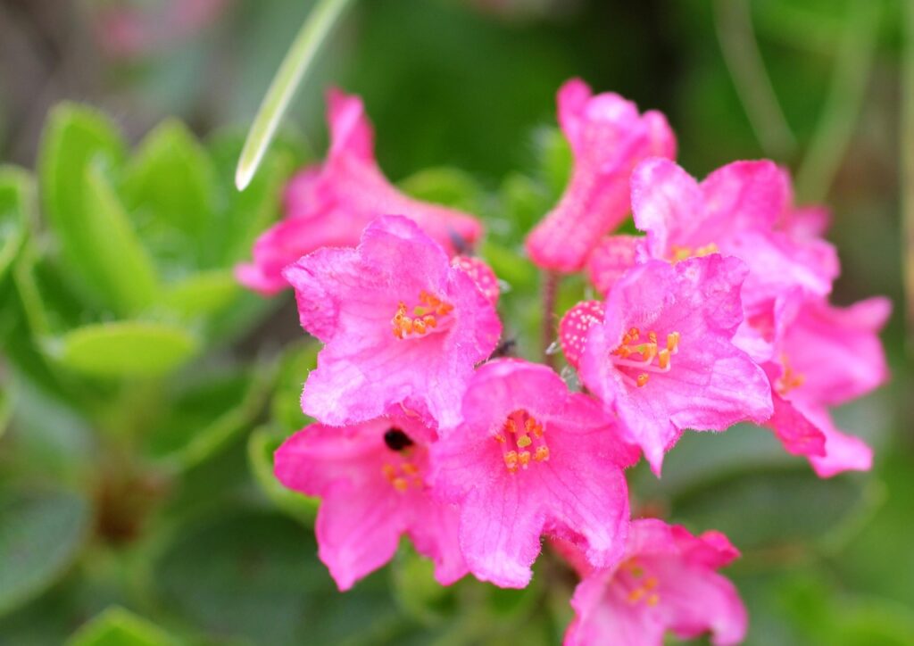 Rhododendron Subsection Rhododendron Taxonomy Guide