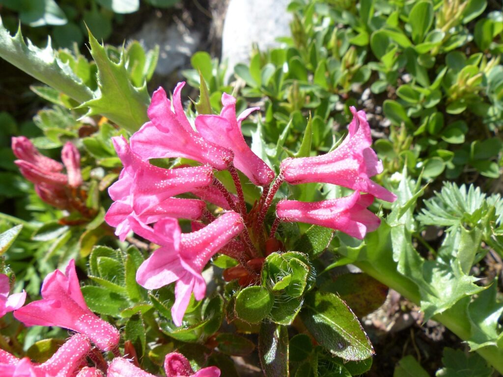 Rhododendron Subsection Rhododendron Taxonomy Guide
