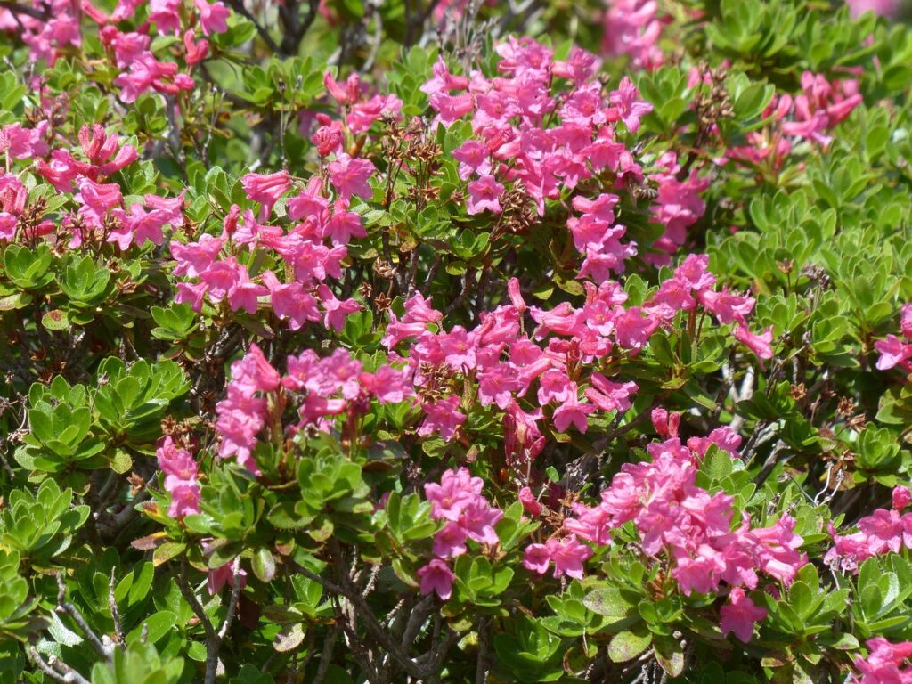 Rhododendron Subsection Rhododendron Taxonomy Guide