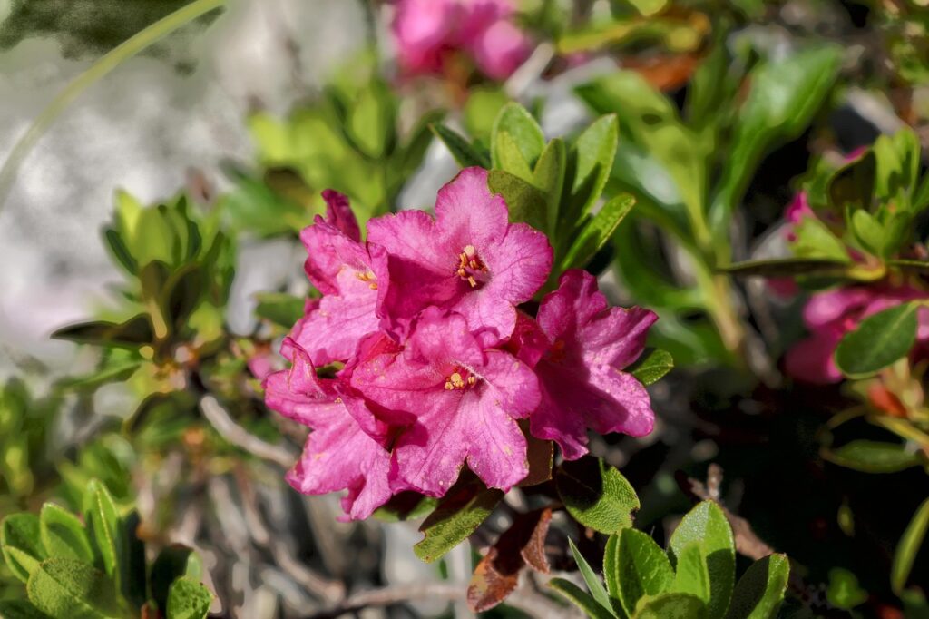 Rhododendron Subsection Rhododendron Taxonomy Guide