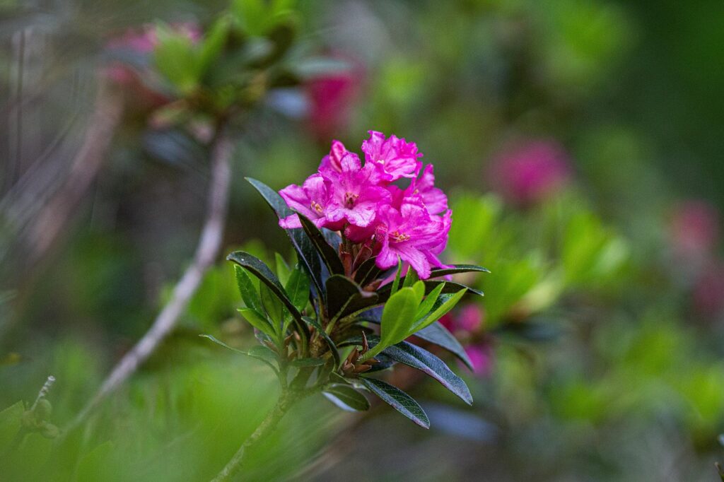 Rhododendron Subsection Rhododendron Taxonomy Guide