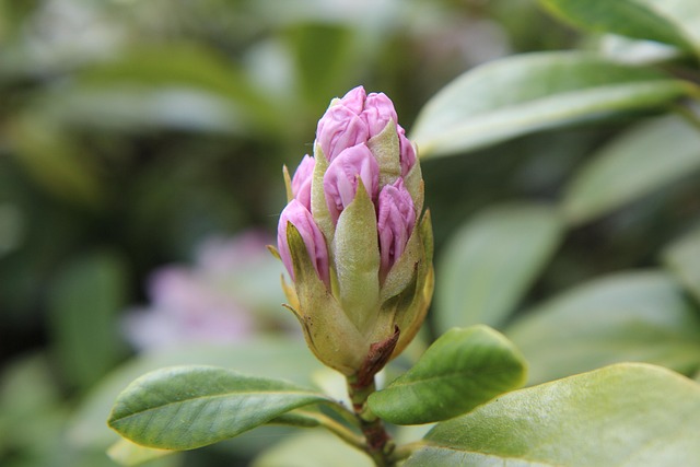 Rhodoreae Rhododendron Tribe Taxonomy