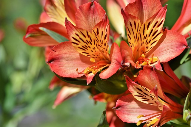 Rhodoreae Rhododendron Tribe Taxonomy