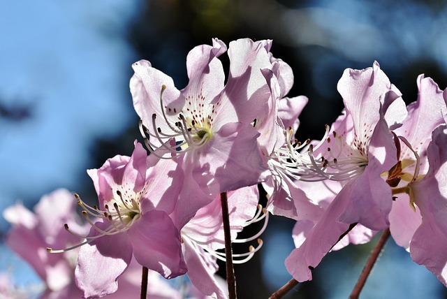 Rhodoreae Rhododendron Tribe Taxonomy