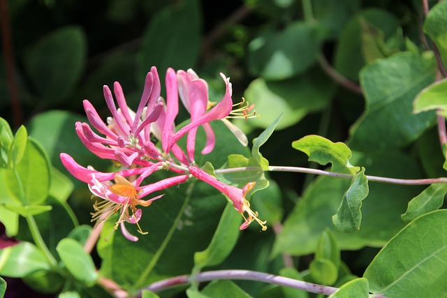 asterids taxonomy guide