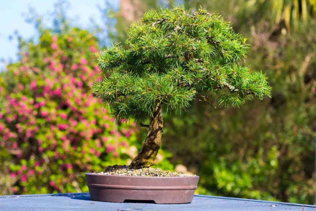 Canary Islands Juniper Bonsai Care Sheet 