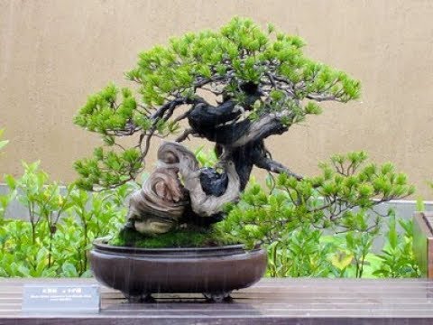 Canary Islands Juniper Bonsai Care Sheet 