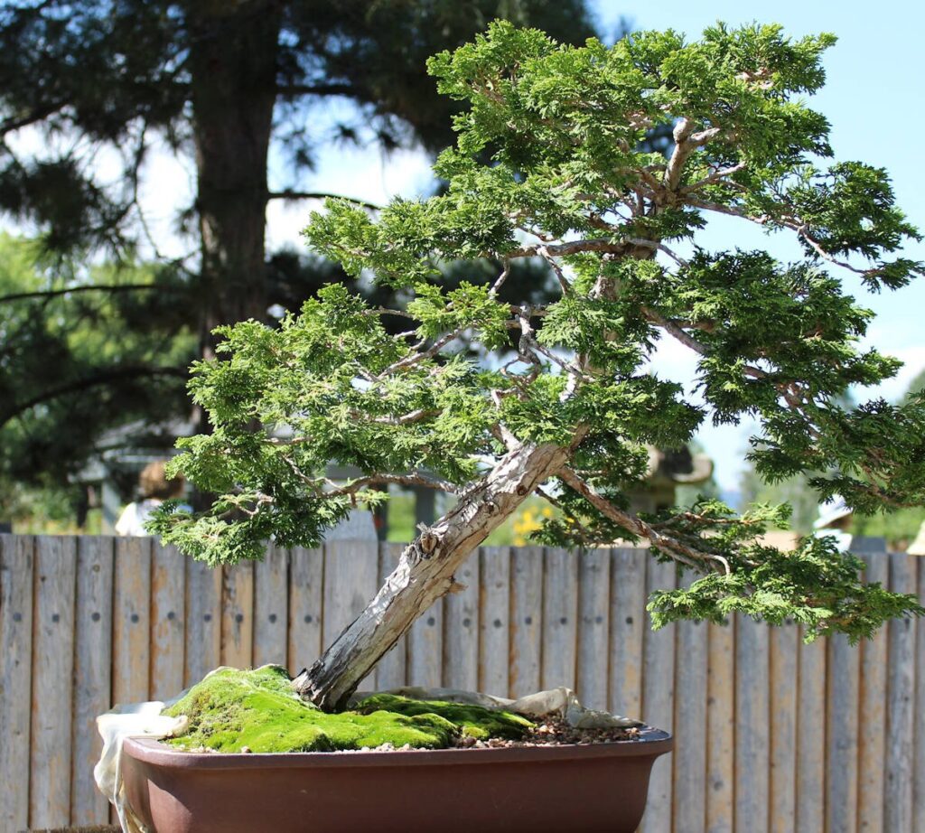 Canary Islands Juniper Bonsai Care Sheet 