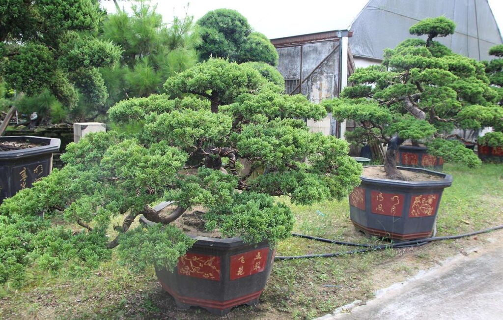 Canary Islands Juniper Bonsai Care Sheet 