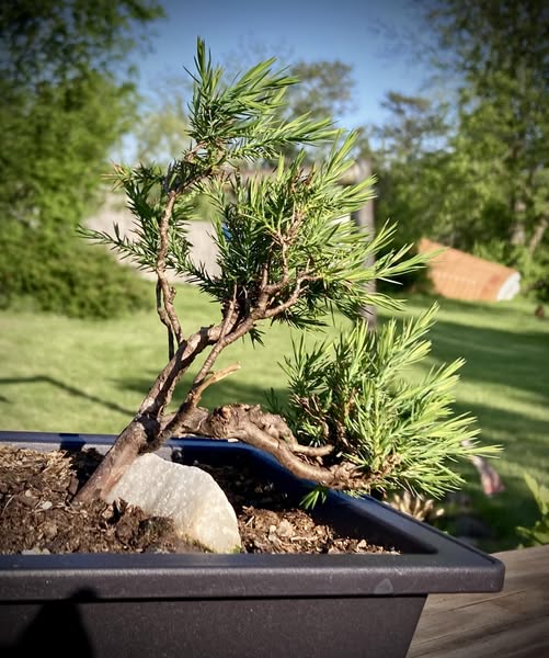 Canary Islands Juniper Bonsai Care Sheet 