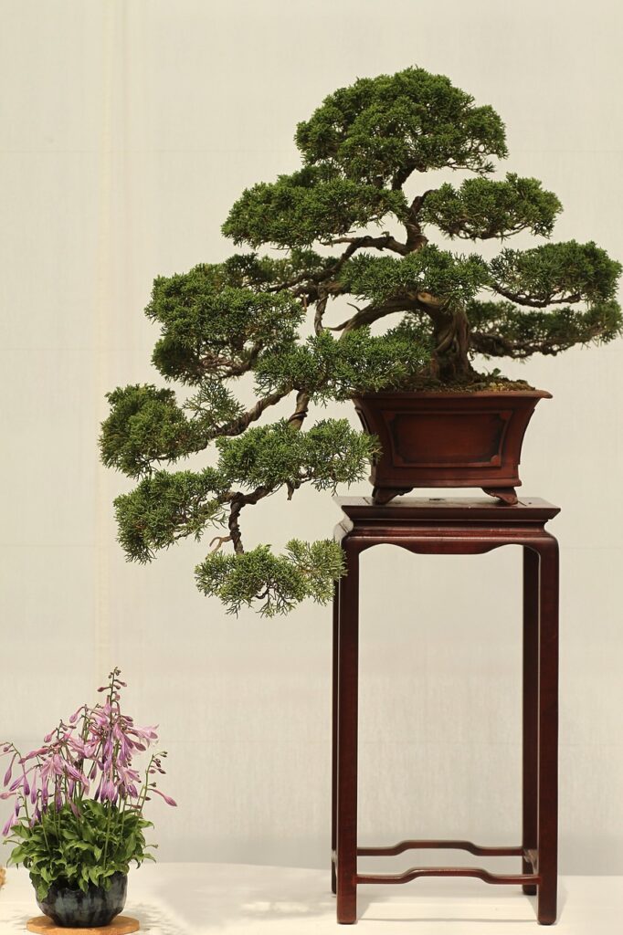 Common Juniper Bonsai Care Sheet 