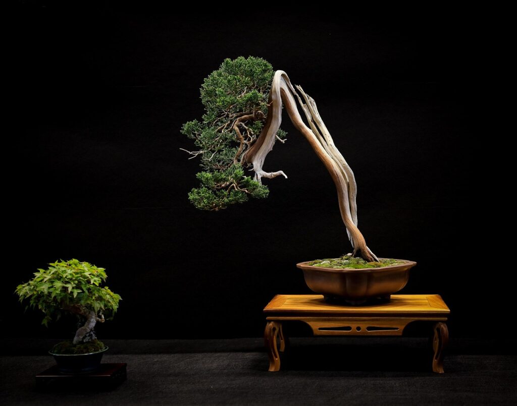 Common Juniper Bonsai Care Sheet 