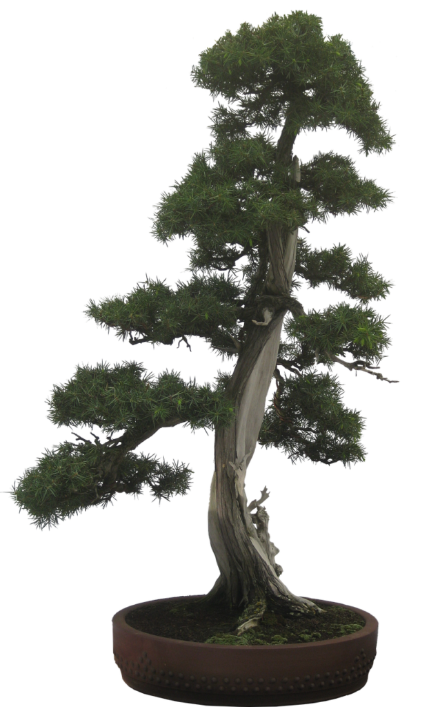 Common Juniper Bonsai Care Sheet 