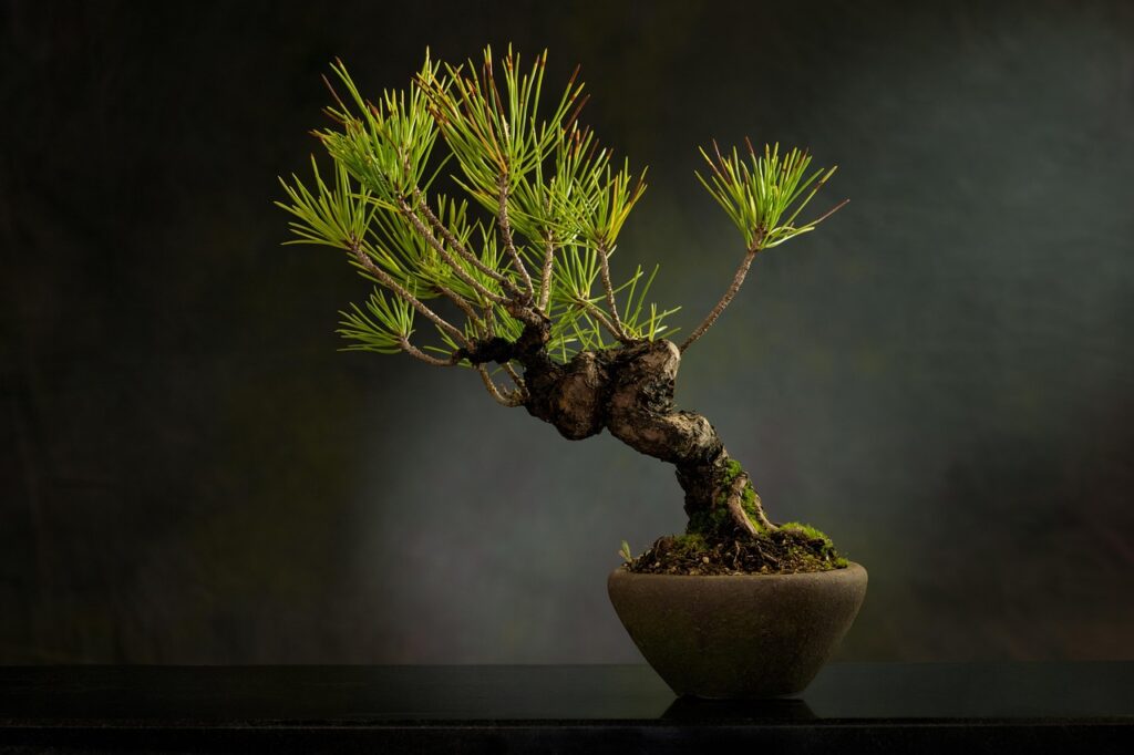 Juniper Bonsai Watering Guide