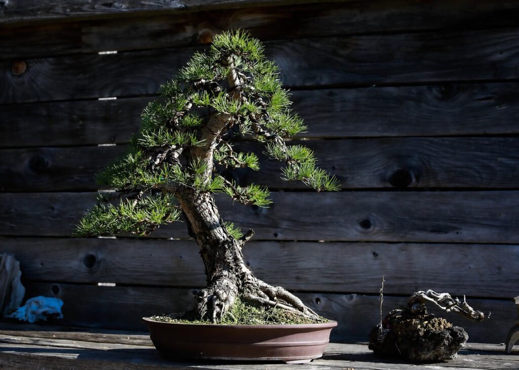 Juniper Bonsai Watering Guide