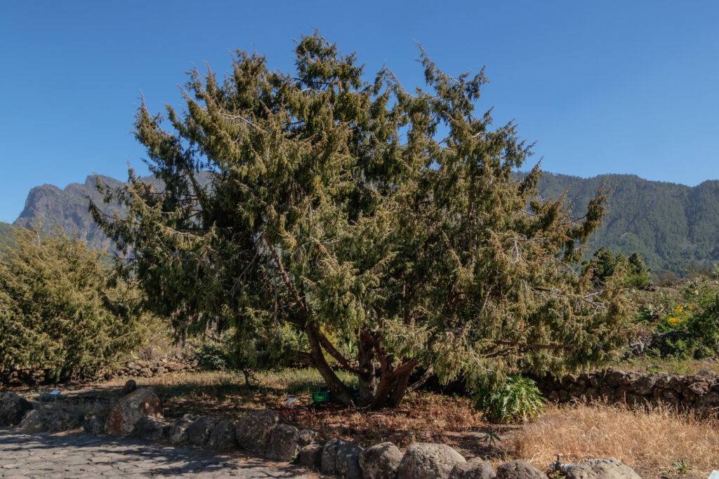 Juniperus Cedrus Species Taxonomy Guide main 