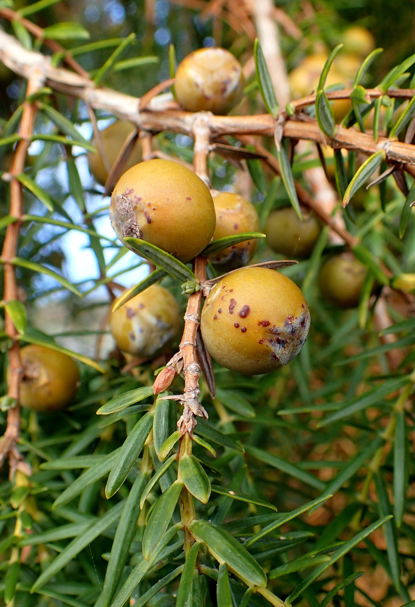 Juniperus Cedrus Species Taxonomy Guide main