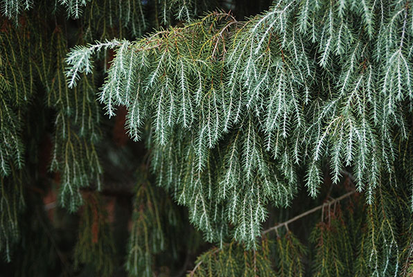 Juniperus Cedrus Species Taxonomy Guide main
