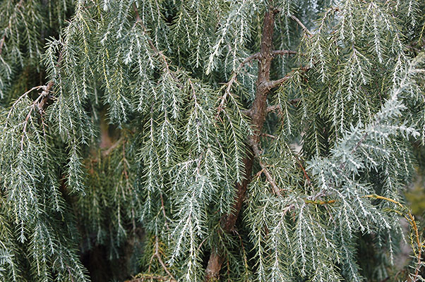 Juniperus Cedrus Species Taxonomy Guide main