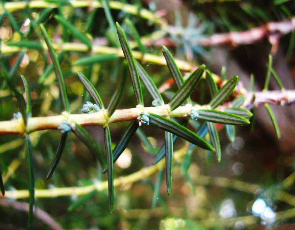 Juniperus Cedrus Species Taxonomy Guide main