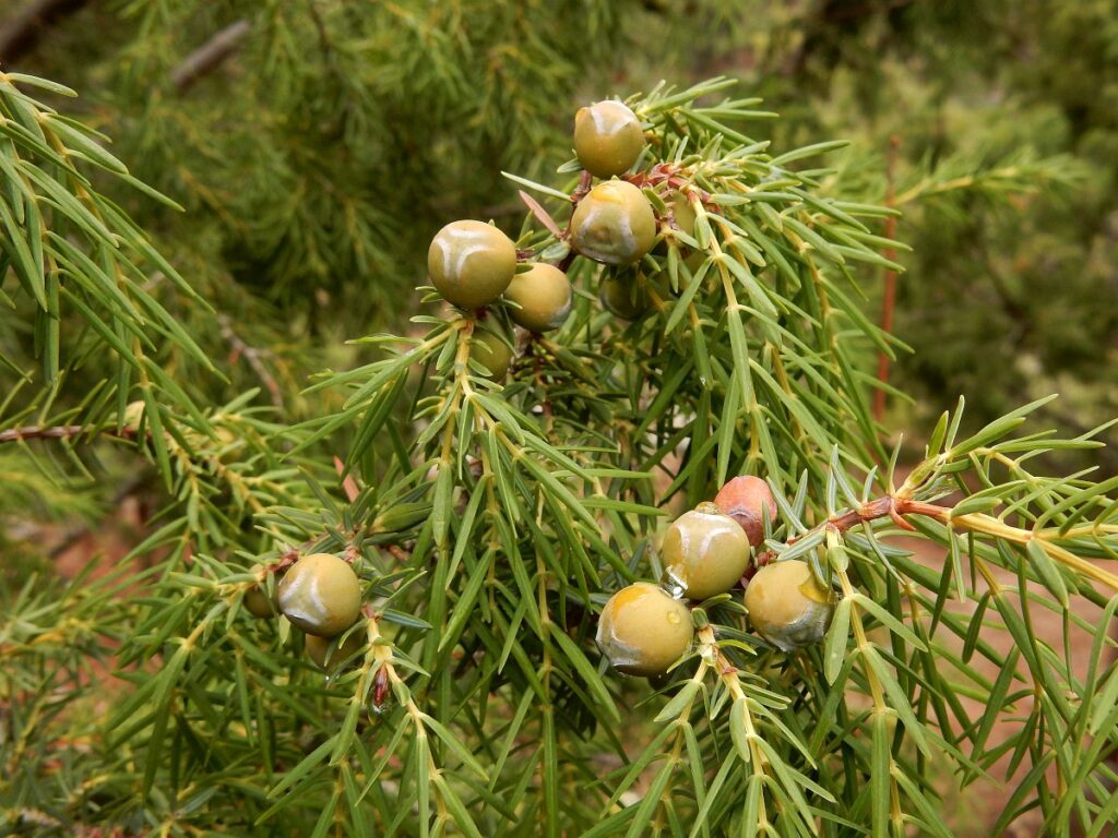 Juniperus Cedrus Species Taxonomy Guide main