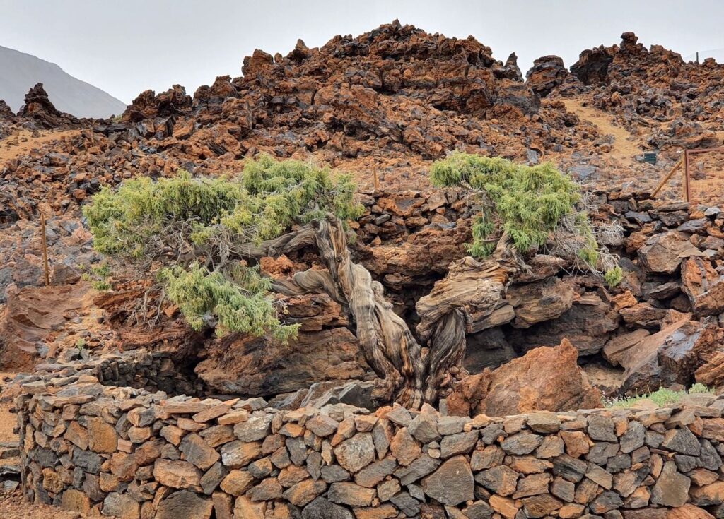 Juniperus Cedrus Species Taxonomy Guide main