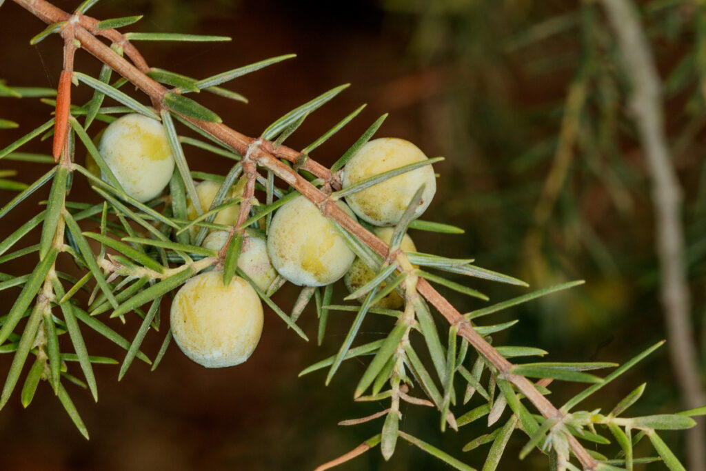 Juniperus Cedrus Species Taxonomy Guide main