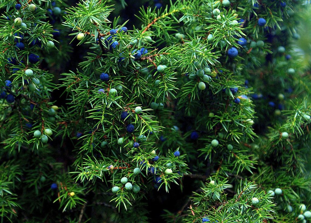 Juniperus Communis Species Taxonomy Guide