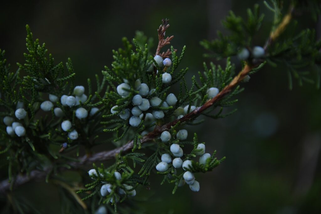 Juniperus Communis Species Taxonomy Guide