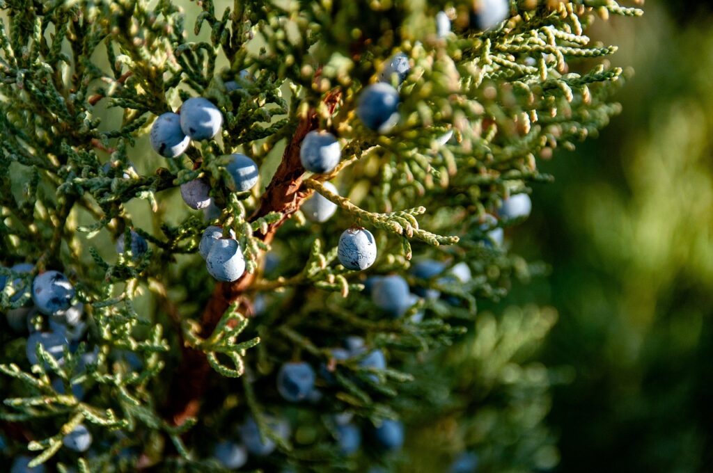 Juniperus Communis Species Taxonomy Guide