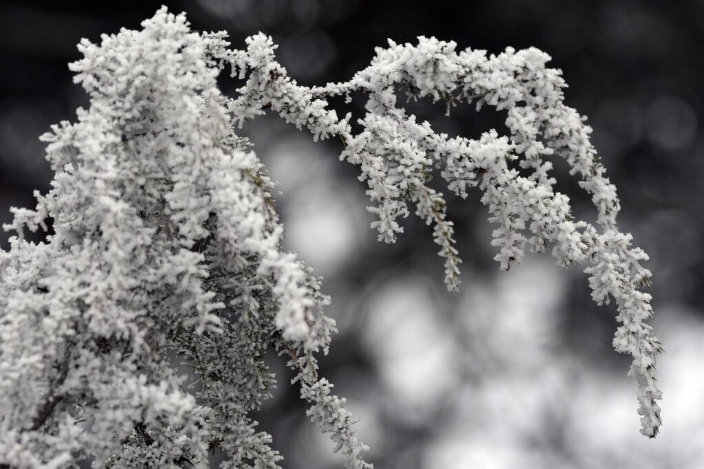 Juniperus Communis Species Taxonomy Guide