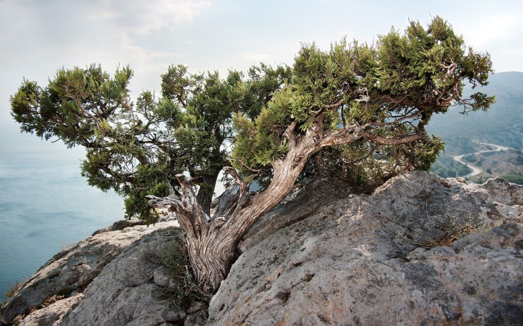 Juniperus Communis Species Taxonomy Guide