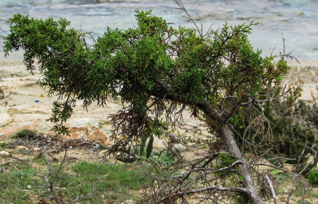 Juniperus Conferta Species Taxonomy Guide 