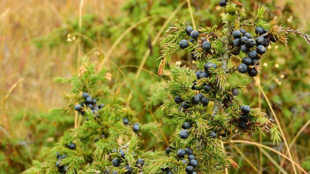 Juniperus Conferta Species Taxonomy Guide