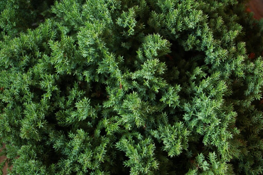 Juniperus Conferta Species Taxonomy Guide