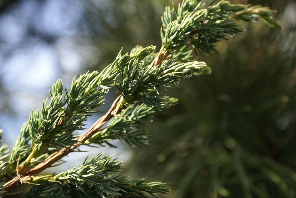Juniperus Conferta Species Taxonomy Guide