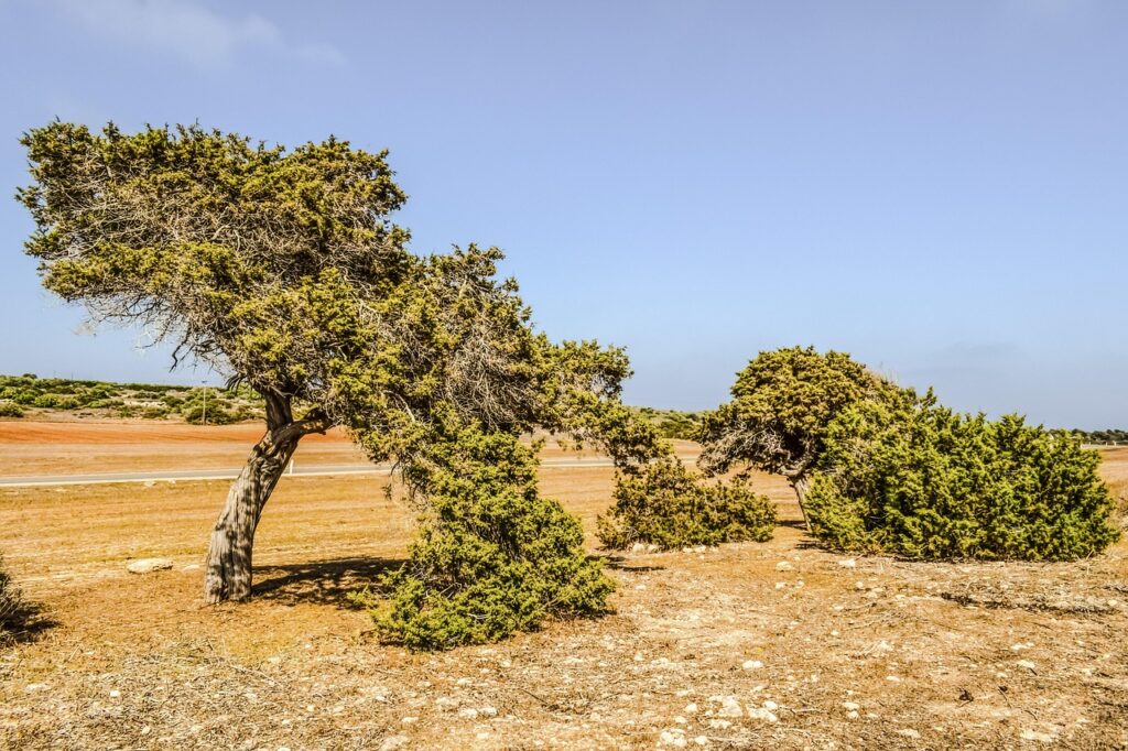 Juniperus Conferta Species Taxonomy Guide